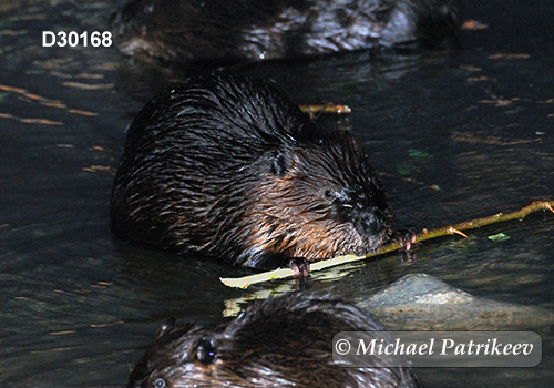 North American Beaver (Castor canadensis)